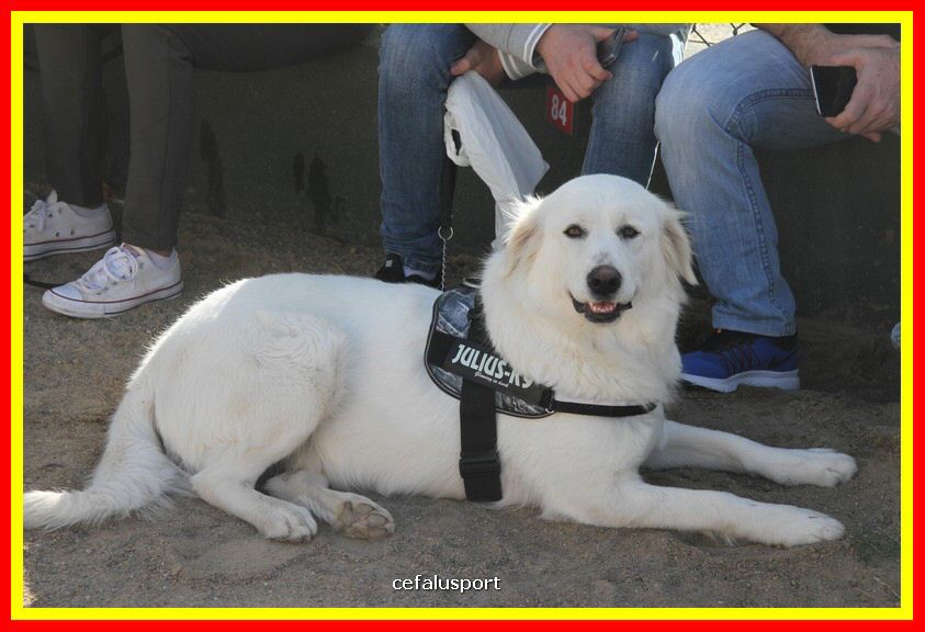 180311 mostra_canina 086.jpg